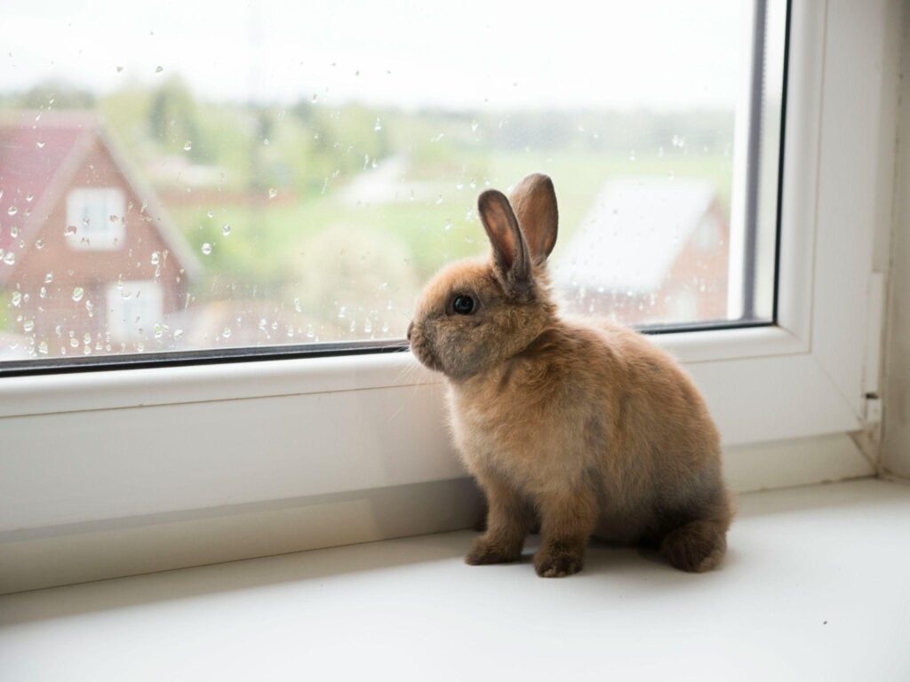 Happy Bunny, Happy life