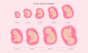 Image of fetal development