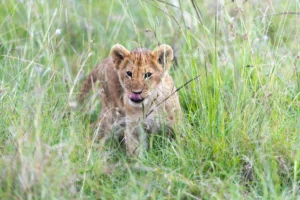 Best Time to Visit Tadoba National Park