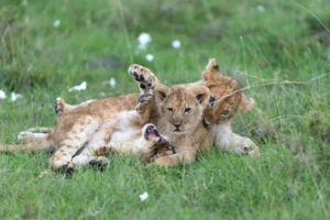 Best Time to Visit Tadoba National Park