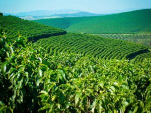 Coffee Plantations