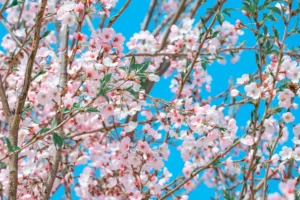 Assam – Spring Festival and Scenic Beauty