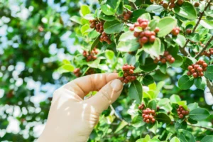 Coorg, Karnataka – Coffee Country at Its Best