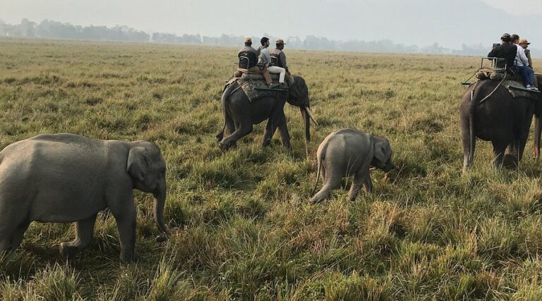 Kaziranga National Park