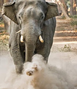 Dudhwa National Park